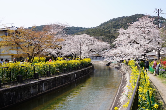 Flowers and Anjyubashi bridge (安朱橋).