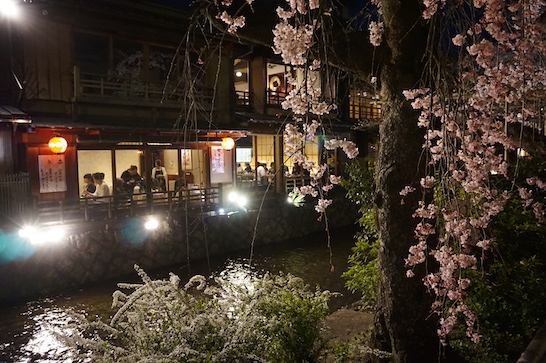  Night cherry blossoms in Gion Shirakawa (祇園白川) 
