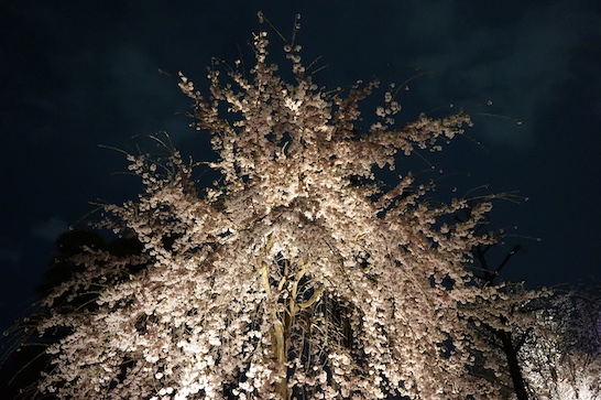  Night cherry blossoms in  Nijoujou castle (二条城) 
