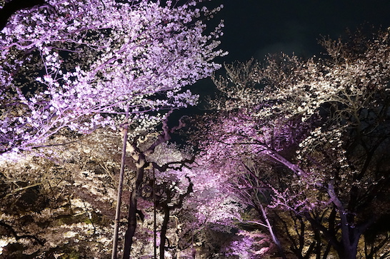  Night cherry blossoms in  Nijoujou castle (二条城) 