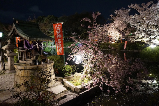  Night cherry blossoms in Jinsenen (神泉苑)