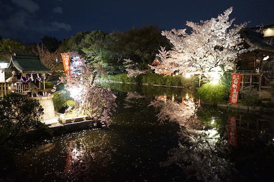  Night cherry blossoms in Jinsenen (神泉苑)