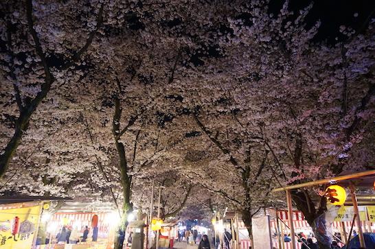 Night cherry blossoms in Hirano shrine (平野神社)