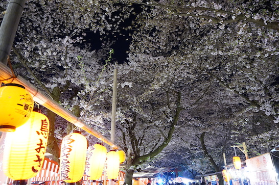 Night cherry blossoms in Hirano shrine (平野神社)