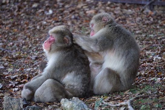 Arashiyama Monkey Park