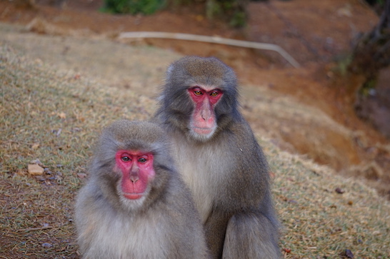 Arashiyama Monkey Park