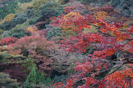  Arashiyama Monkey Park 
