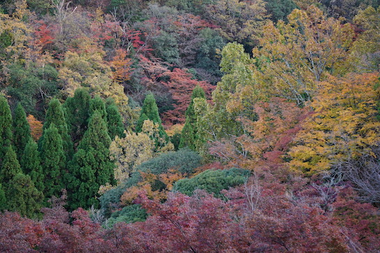  Arashiyama Monkey Park 