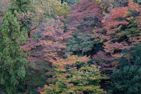  Arashiyama Monkey Park 