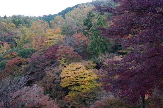  Arashiyama Monkey Park 