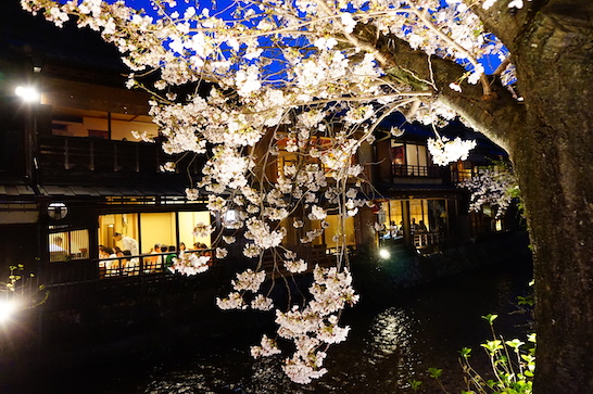  Night cherry blossoms in Gion Shirakawa (祇園白川) 