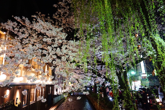 Night cherry blossoms in Gionshirakawa (祇園白川)