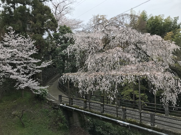 桜