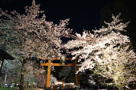 平野神社夜桜