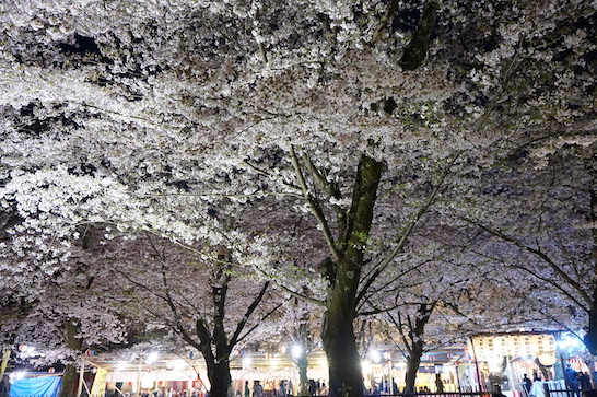 平野神社夜桜