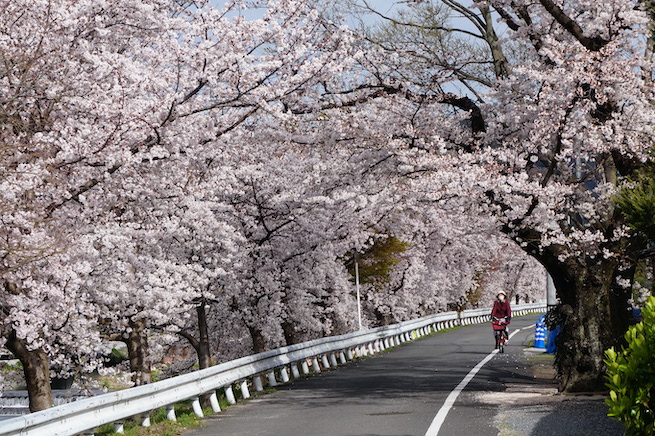 Cherry blossoms tunnel