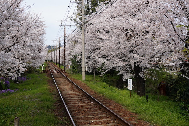 Cherry blossoms train