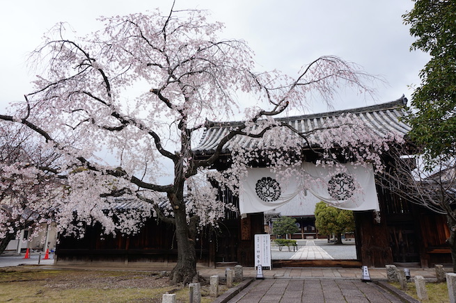Myokakuji temple