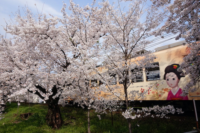 Cherry blossoms train