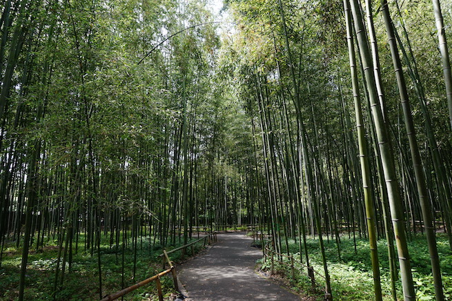 嵯峨野竹林の散策路