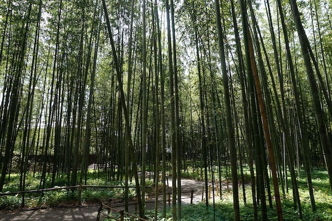 嵯峨野竹林の散策路